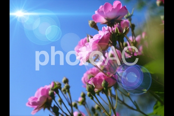f:id:sikanosuke6:20200522100118j:plain f:id:sikanosuke6:20200522100118j:plain