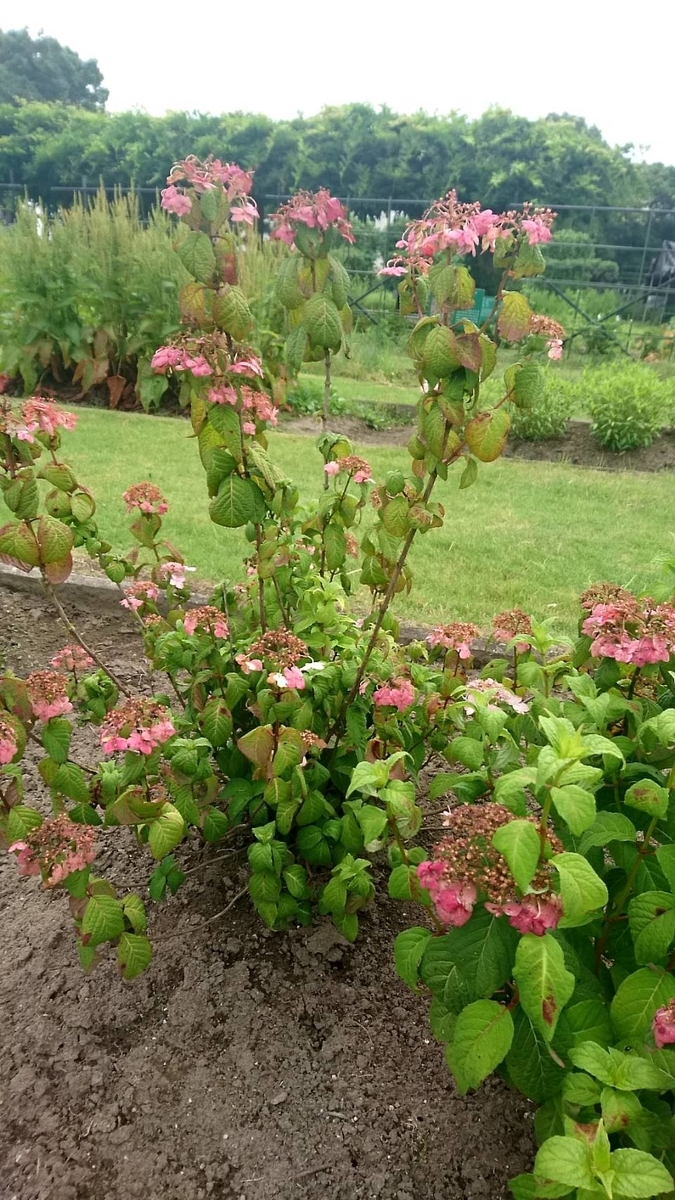 f:id:sike_science:20200628214405j:plain