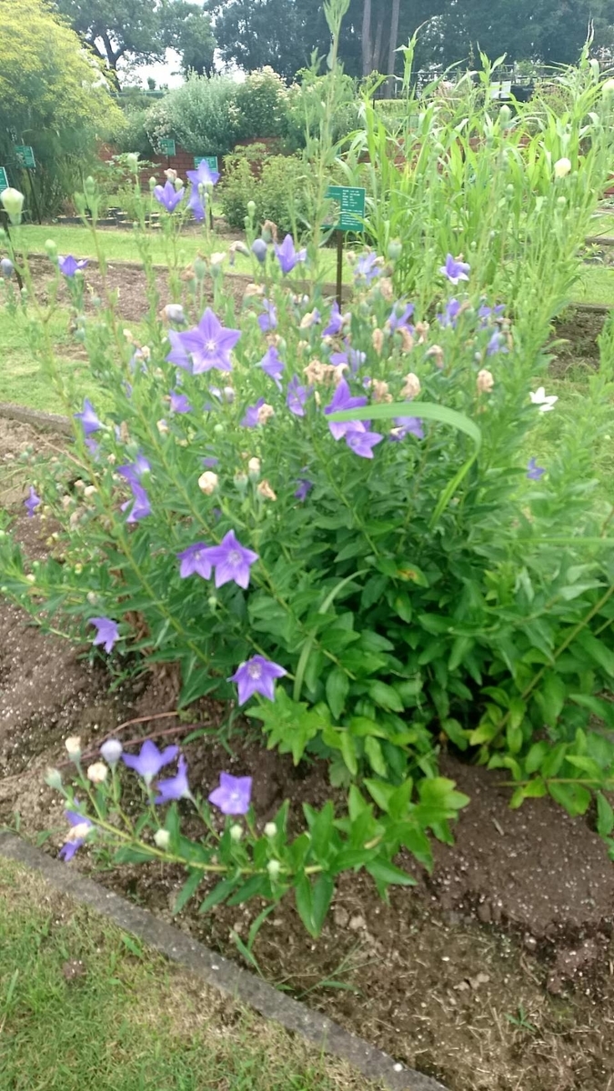 f:id:sike_science:20200628214444j:plain