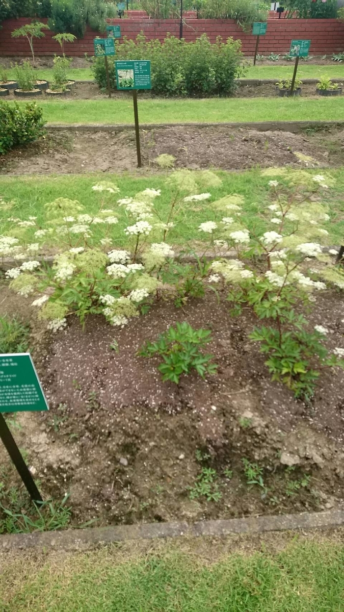 f:id:sike_science:20200628214516j:plain