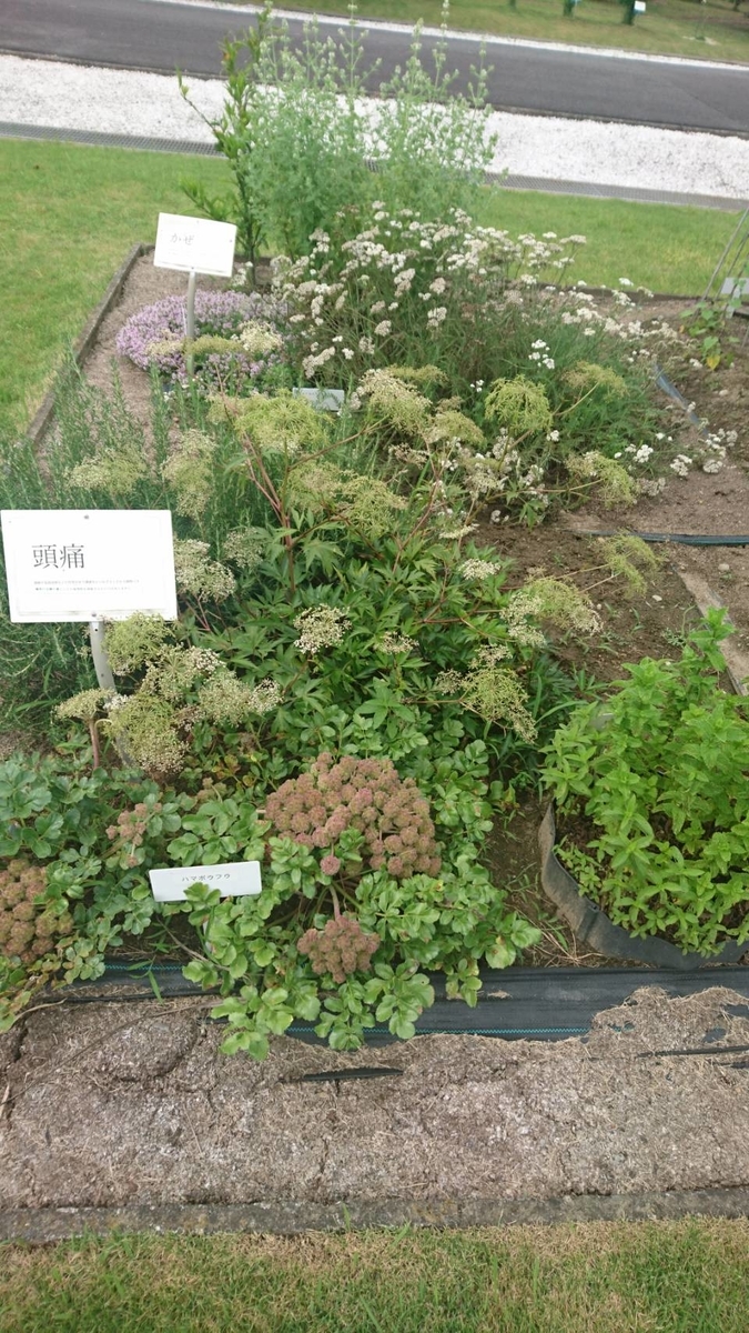 f:id:sike_science:20200628214702j:plain