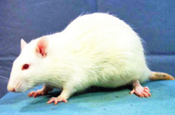 f:id:sike_science:20200928222431j:plain