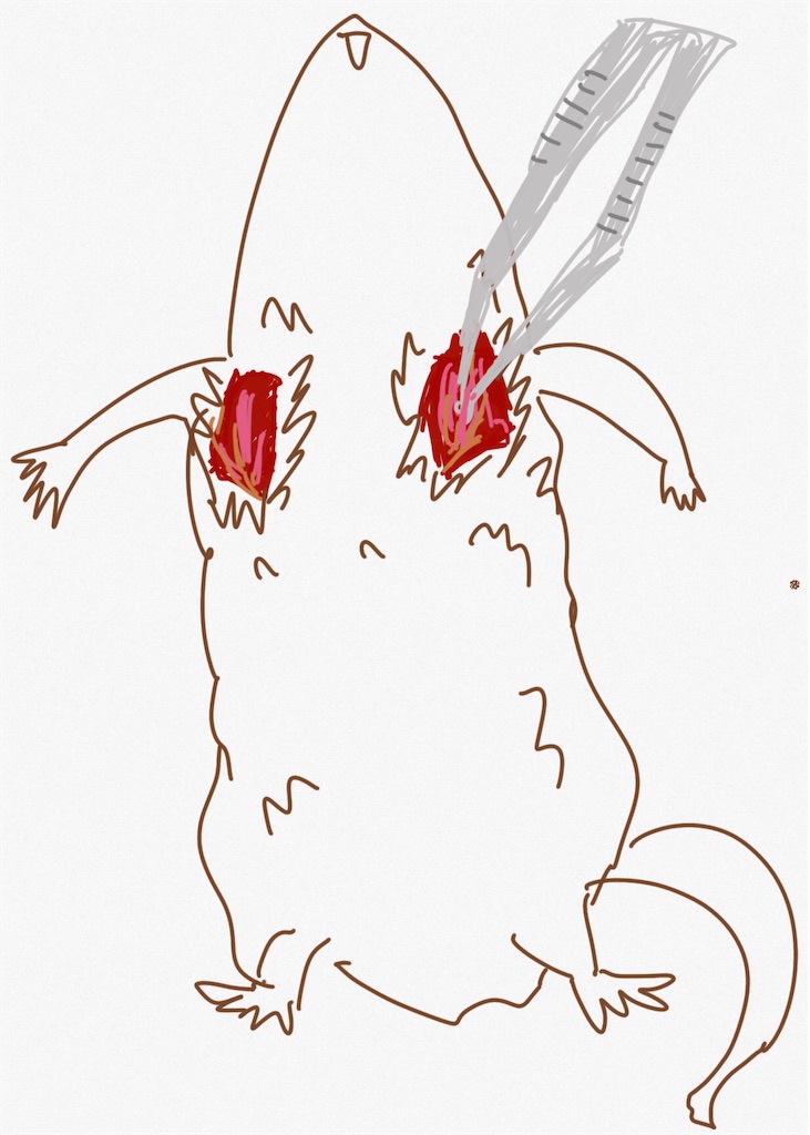 f:id:sike_science:20200929010208j:image