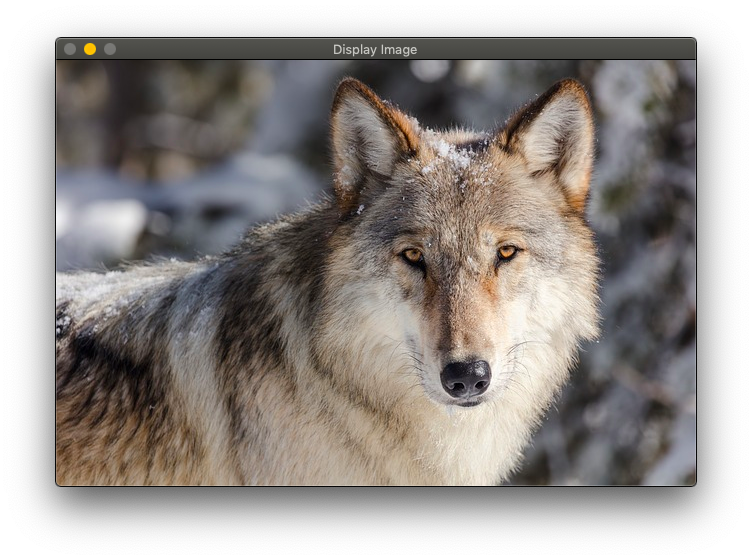 brew install opencv