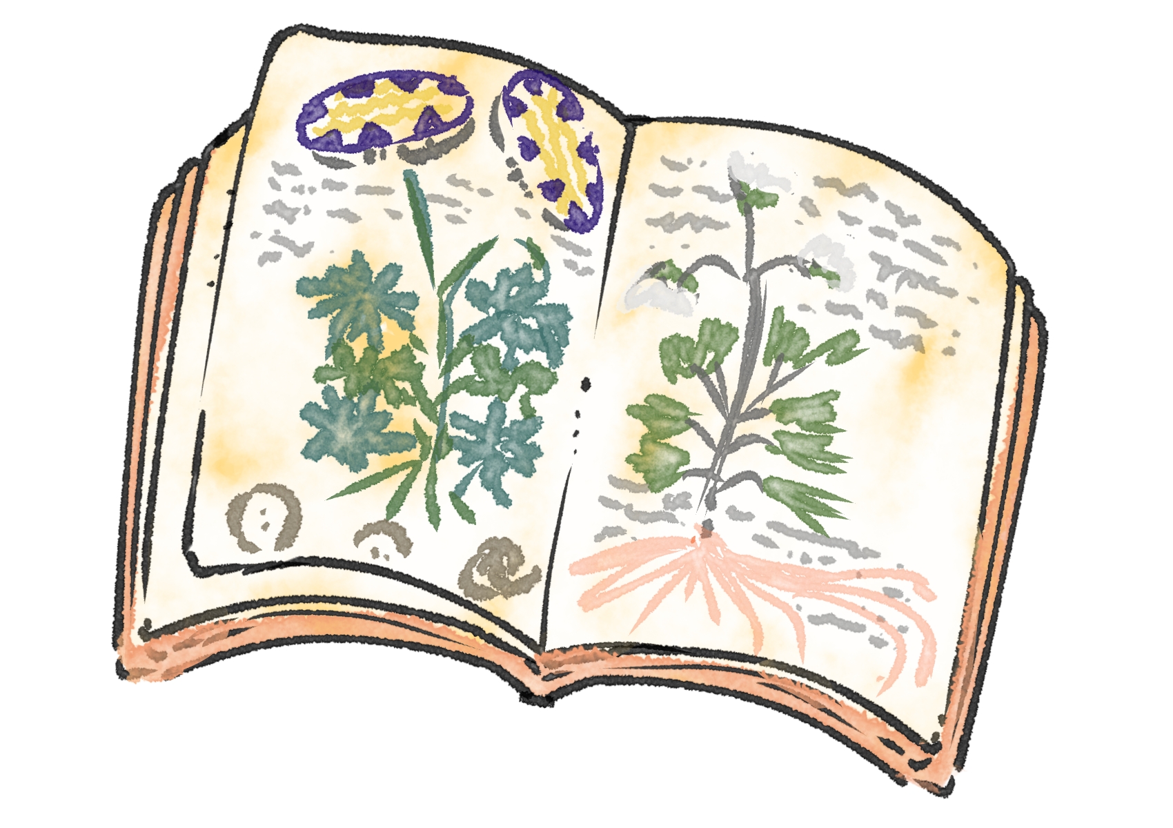 ヴォイニッチ手稿の謎：未解読の古代文書に迫る - 決めつけないブログ