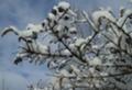 [釧路の風景]イボタと雪（撮影日不明）