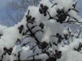 [釧路の風景]イボタと雪（撮影日不明）