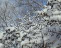 [釧路の風景]イボタと雪（撮影日不明）