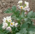 [富良野・美瑛の花]馬鈴薯の花