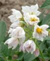 [富良野・美瑛の花]馬鈴薯の花