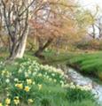 [余市の風景]余市川近くの水仙咲く場所