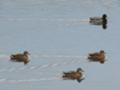 [余市の鳥]余市川近くの沼のマガモ