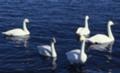 [根室の風景]野付湾の白鳥（撮影年月日不明）