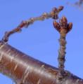 [余市の樹]堤の桜の芽