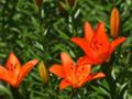 [百合が原公園（マエウ]2007年7月4日撮影