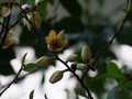 [倉敷の風景]からたねおがるの木の花大原美術館にて2008年5月7日撮影