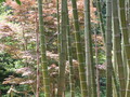 [岡山の風景]2008年5月8日撮影