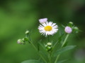 [小樽の裏山]庭にて2009年7月3日撮影