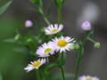 [小樽の]花庭にて2009年7月3日撮影