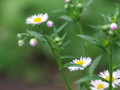 [小樽の]花庭にて2009年7月3日撮影