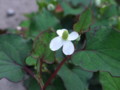 [小樽の]花庭にて2009年7月6日撮影