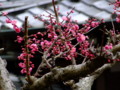 [奈良の風景]東大寺にて2010年3月1日撮影