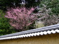 [奈良の風景]東大寺にて2010年3月1日撮影