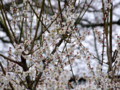 [奈良の風景]東大寺にて2010年3月1日撮影