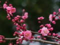 [奈良の風景]氷室神社にて2010年3月1日撮影