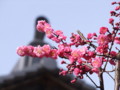 [奈良の風景]明日香村にて2010年3月2日撮影