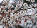 [奈良の風景]明日香村にて2010年3月2日撮影