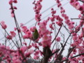 [奈良の風景]西里にて2010年3月3日撮影