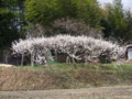 [奈良の風景]法輪寺への道にて2010年3月3日撮影