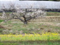 [奈良の風景]法起寺への道にて2010年3月3日撮影