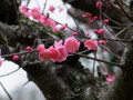 [奈良の風景]東大寺にて2010年3月4日撮影