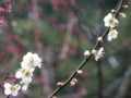 [奈良の風景]白毫寺にて2010年3月5日撮影