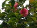 [奈良の風景]白毫寺にて2010年3月5日撮影