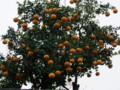 [奈良の風景]白毫寺近くにて2010年3月5日撮影