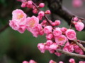 [奈良の風景]白毫寺近くにて2010年3月5日撮影