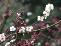 [奈良の風景]白毫寺にて2010年3月5日撮影