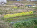 [奈良の風景]法輪寺近くにて2010年3月3日撮影