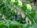 [小樽の]花裏山にて2010年6月15日撮