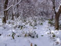 [小樽の風景]裏山にて2010年11月30日撮影