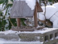 [小樽の風景]庭にて2010年11月30日撮影