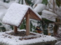 [小樽の風景]庭にて2010年12月7日撮影