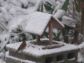 [小樽の風景]庭にて2010年12月7日撮影