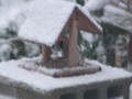 [小樽の風景]庭にて2010年12月7日撮影