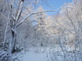 [小樽の風景]裏山にて2010年12月24日撮影