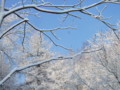 [小樽の風景]裏山にて2010年12月24日撮影