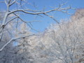 [小樽の風景]裏山にて2010年12月24日撮影